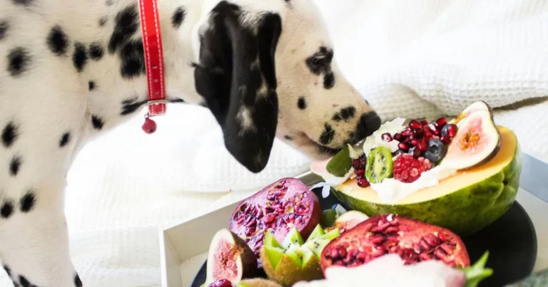 homemade dog food