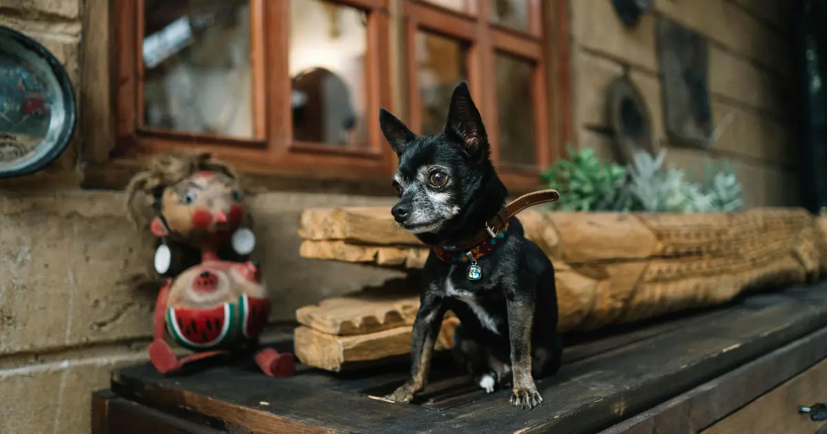 teacup chihuahua