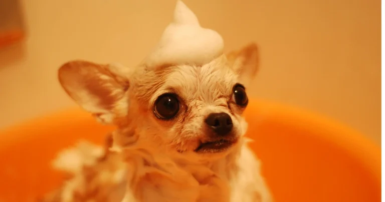 homemade dog shampoo