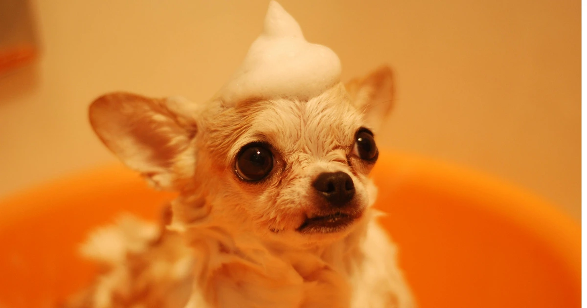 homemade dog shampoo