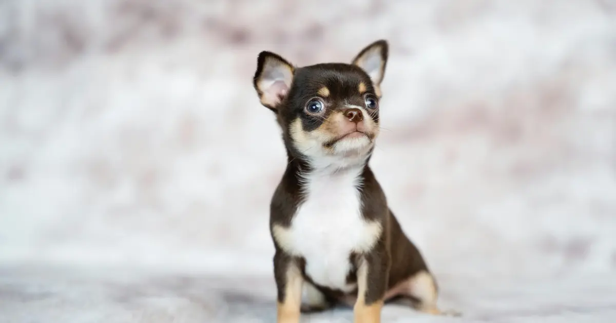 apple head chihuahua