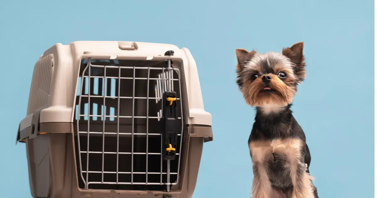 crate training schedule