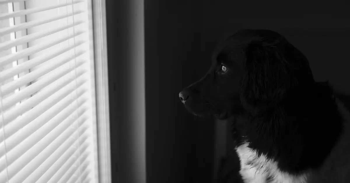 Crate Training a Puppy at Night