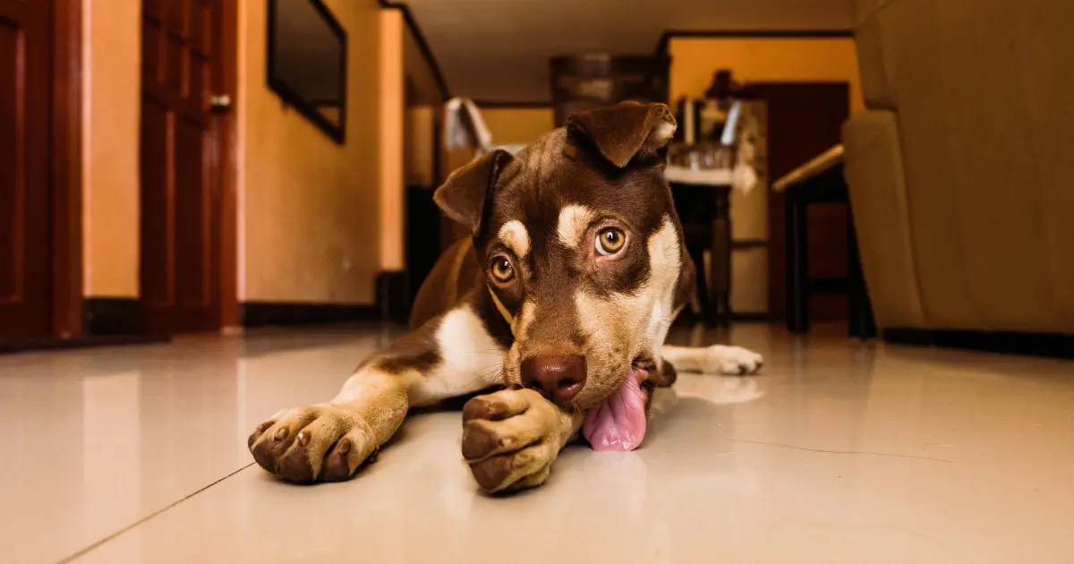 dog licking paws