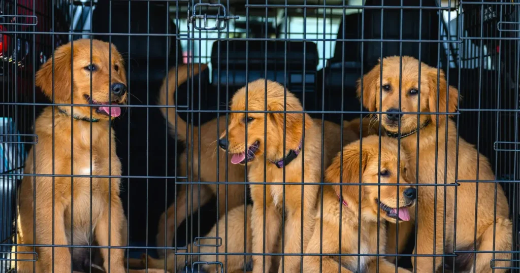 puppy whining in crate