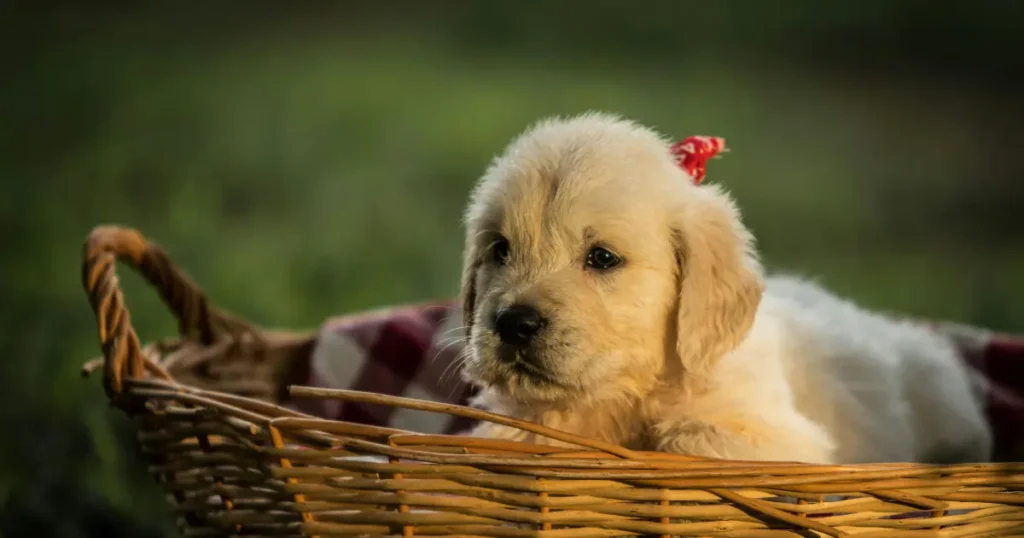 how long can puppies stay in a crate
