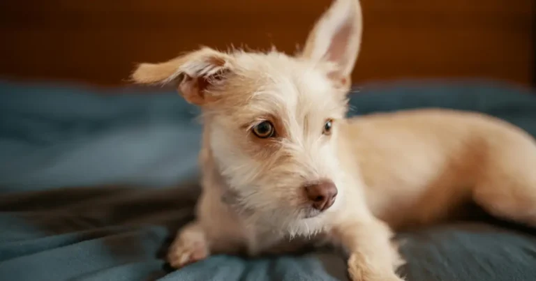 Chihuahua Health Issues