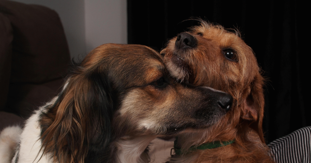 Chihuahua Behavior Problems