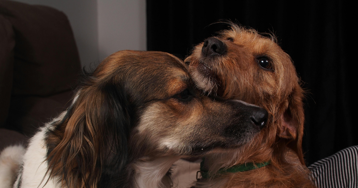 Chihuahua Behavior Problems