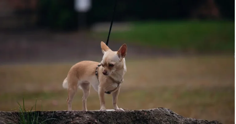 chihuahua common health problems