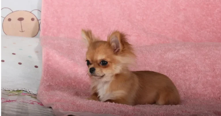 why is my chihuahua shaking