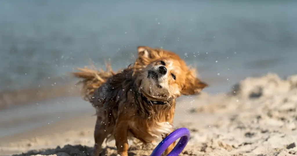 Chihuahua Shaking