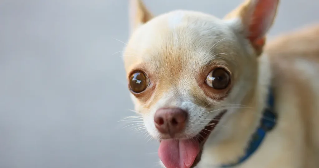 apple head chihuahua puppy